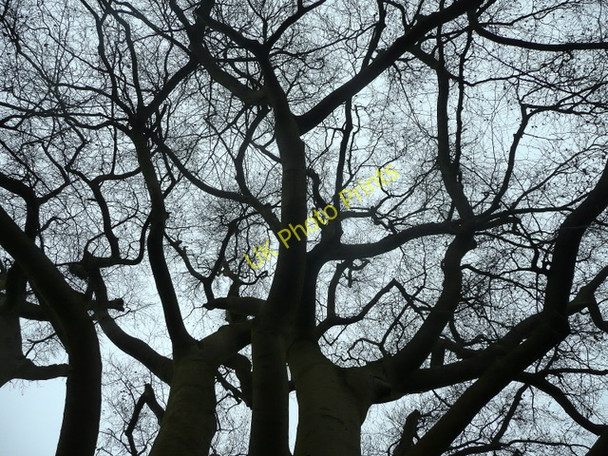 Photo 6"x4" Beech canopy on The Prospect, Ross-on-Wye Ross-on-Wye c2009