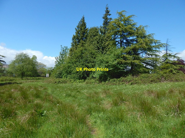Photo 6"x4" Path in clearing Dumbarton c2015 P1