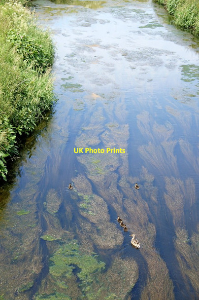Photo 6"x4" Mallard and duckings on the River Alt at Baines Bridge Carr Houses\/SD3203 c2015