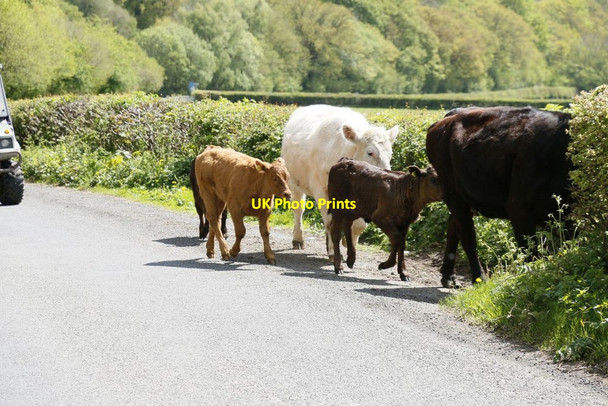 Photo 6"x4" Last Few Calves Aberedw c2015