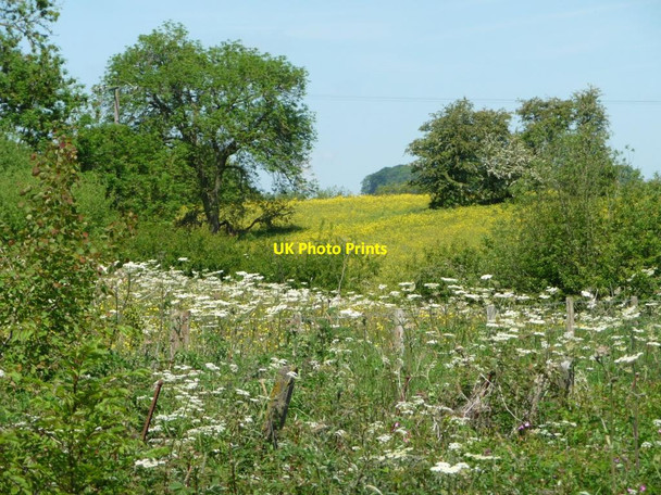 Photo 6"x4" Wildflowers near Idridgehay Idridgehay c2015