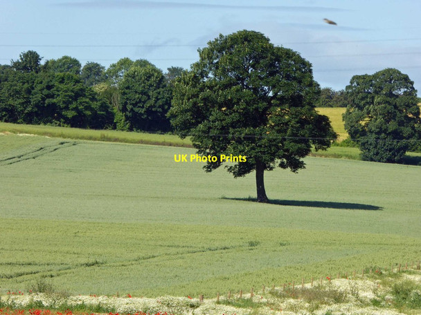 Photo 6"x4" The lonely tree Darfield c2015