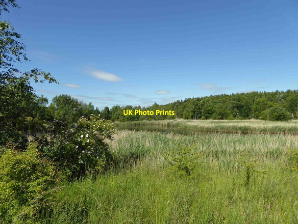 Photo 6"x4" Hard to believe this was once a colliery spoil heap Cudworth Common\/SE3907 c2015
