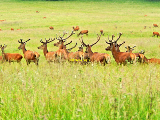 Photo 6"x4" Deer Powis Park Welshpool\/Y Trallwng c2015