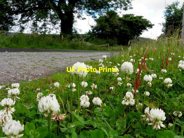 Photo 6"x4" Clover, Dullaghan Lack c2015