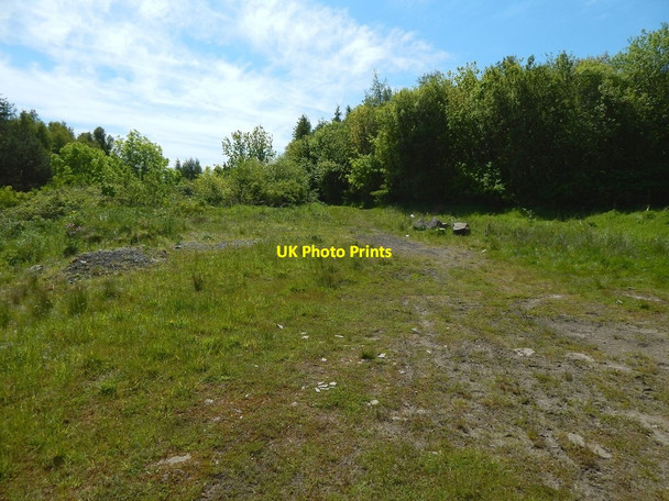 Photo 6"x4" Path through wooded area Bearsden c2015