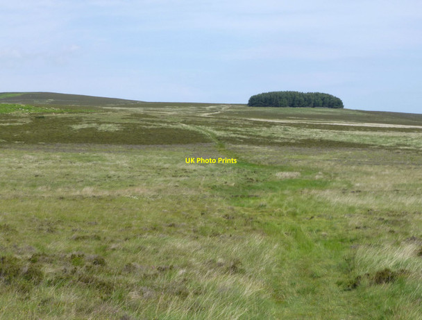 Photo 6"x4" On the track to Cateran Hill Eglingham c2015