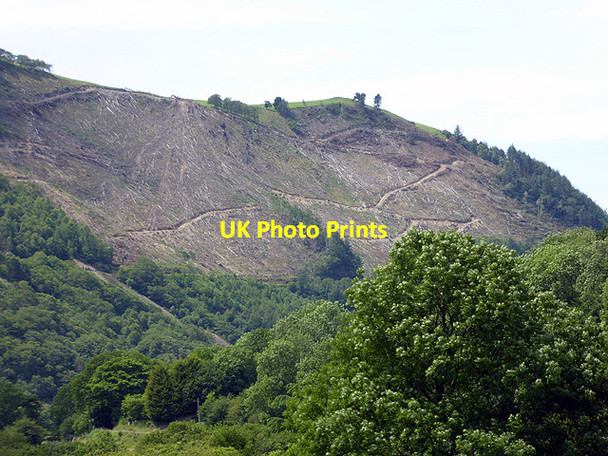 Photo 6"x4" Clear felling Mynydd Bach\/SN7176 c2015