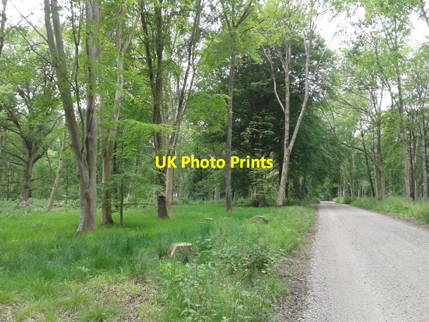 Photo 6"x4" The Grand Avenue in Savernake Forest Cadley\/SU2066 c2015