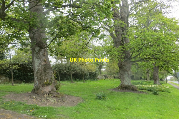 Photo 6"x4" Wooded verge, Widdrington Widdrington c2015
