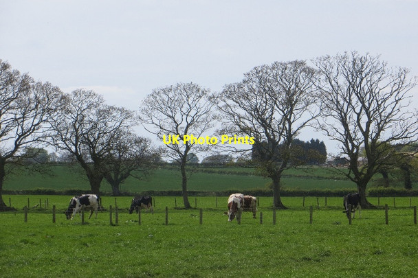 Photo 6"x4" Cattle, Morwick Guyzance c2015