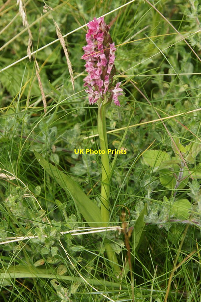 Photo 6"x4" Early Marsh Orchid (Dactylorhiza incarnata), Birkdale dunes Birkdale\/SD3315 c2015
