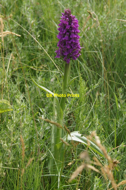 Photo 6"x4" Northern Marsh Orchid (Dactylorhiza purpurella), Birkdale dunes Birkdale\/SD3315 c2015