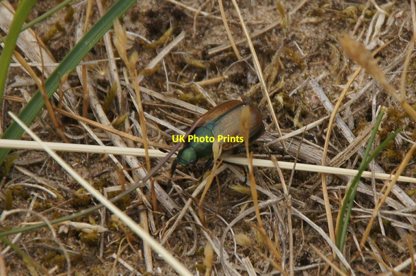 Photo 6"x4" Garden Chafer (Phyllopertha horticola), Birkdale dunes Birkdale\/SD3315 c2015
