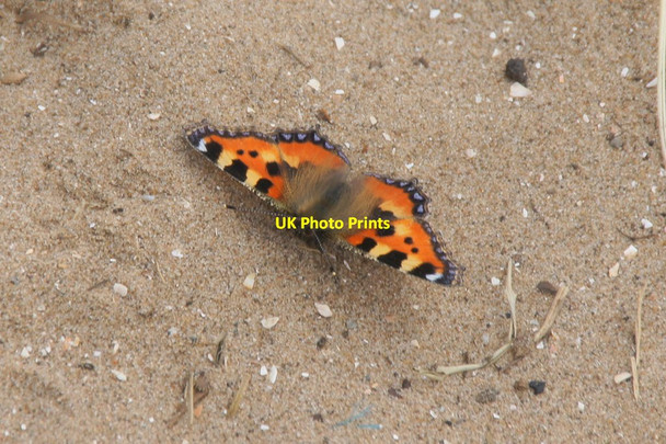 Photo 6"x4" Small Tortoiseshell (Aglais urticae), Birkdale dunes Birkdale\/SD3315 c2015