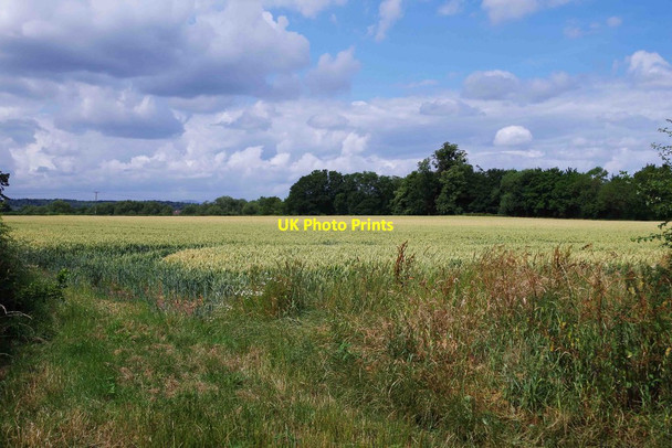 Photo 6"x4" Field of barley, Wick, Worcs Pershore c2015