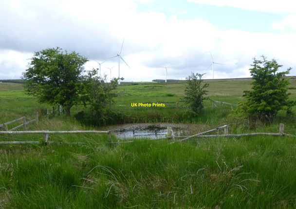 Photo 6"x4" Marshy pond Warenford c2015