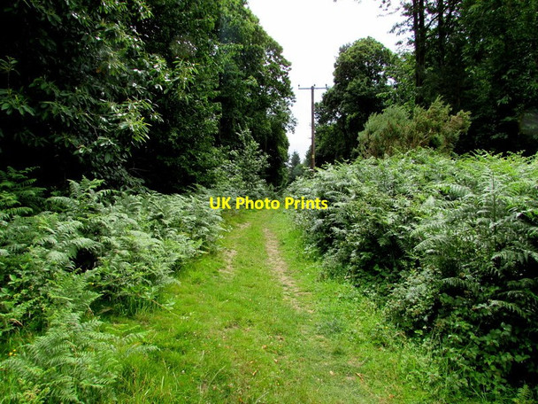 Photo 6"x4" Fern-lined track towards Little Drybrook Little Drybrook c2015