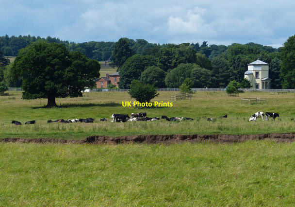 Photo 6"x4" Cows at Shugborough Park Great Haywood c2015