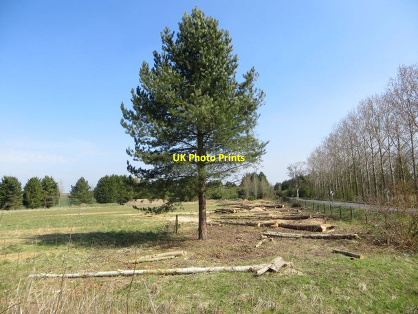 Photo 6"x4" Lone Tree Chilton\/SU4885 c2015