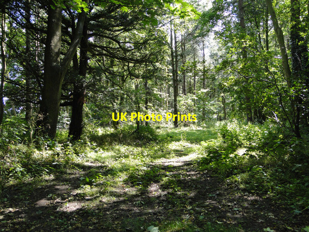 Photo 6"x4" High Grove Plantation, Rougham Rougham\/TF8320 c2015