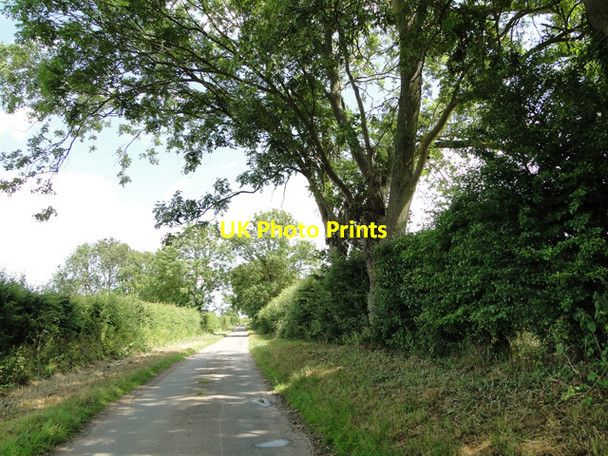Photo 6"x4" Ash tree at Rudham Broomsthorpe c2015
