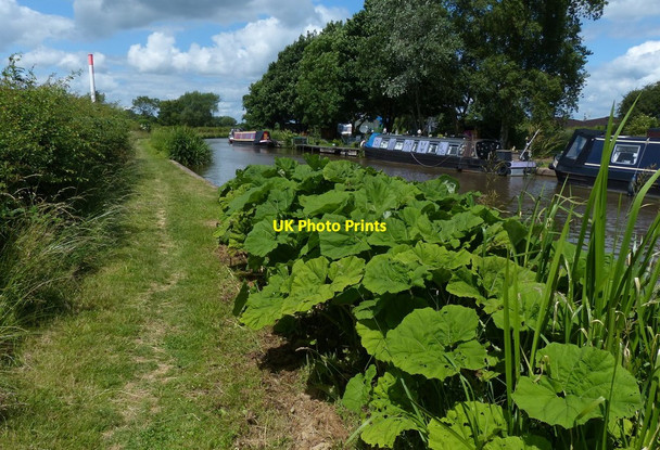 Photo 6"x4" Towpath along the Trent & Mersey Canal Little Ingestre c2015