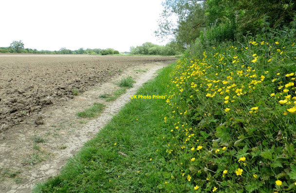 Photo 6"x4" The Thames Path to Clifton Hampden Appleford c2015 P2