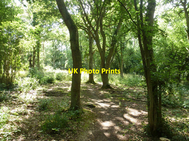 Photo 6"x4" In Marks Hill nature reserve Great Berry c2015