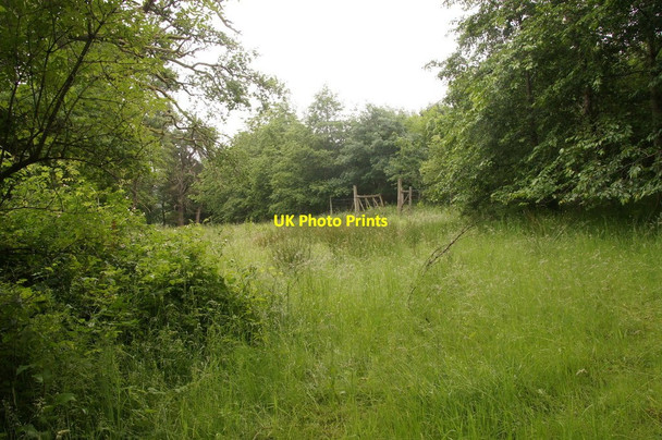 Photo 6"x4" Campsie Wood, north of Guildtown Guildtown c2015