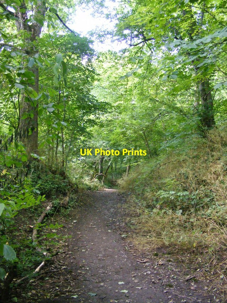 Photo 6"x4" Hursthill Wood Path Sedgley c2015