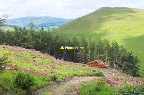 Photo 6"x4" Open views in Cademuir Forest Bellanrigg c2015