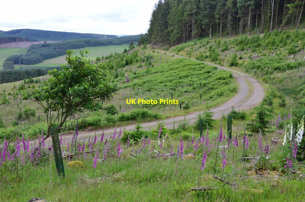 Photo 6"x4" Forest track below Penveny Hallyne c2015