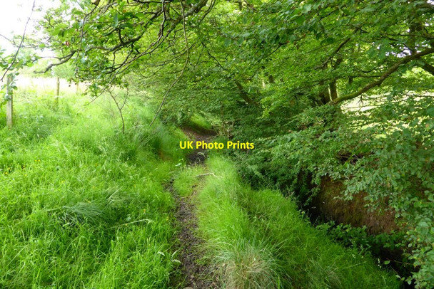Photo 6"x4" Path to Torrance [3] Lennoxtown c2015