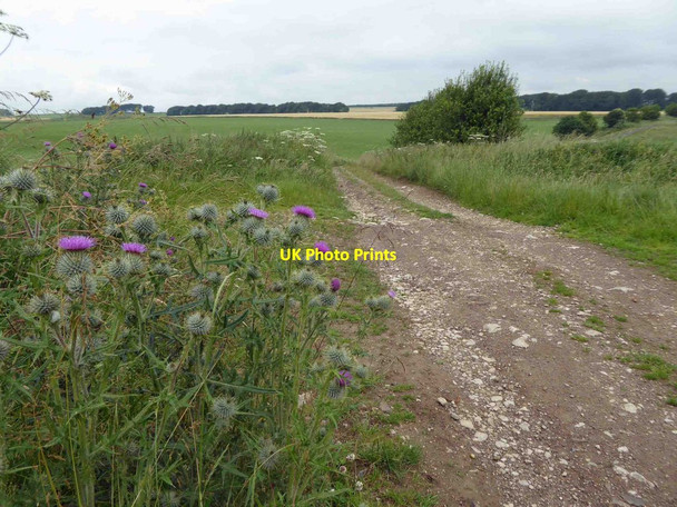 Photo 6"x4" Thistles alongside Green Lane byway Newhaven\/SK1660 c2015