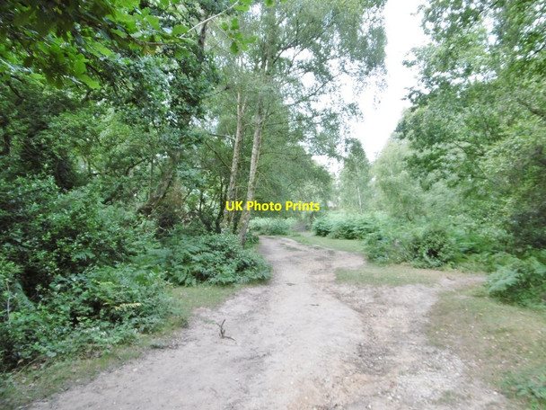 Photo 6"x4" The Noads, forestry road Applemore c2015