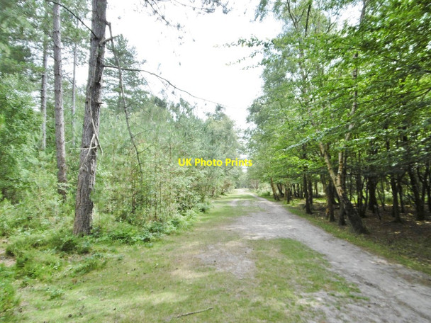 Photo 6"x4" Dibden Inclosure, ride Dibden Purlieu c2015