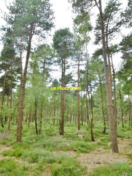 Photo 6"x4" Dibden Inclosure, conifers Dibden Purlieu c2015