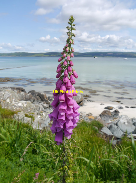 Photo 6"x4" Foxglove (Digitalis purpurea) Ardminish c2015