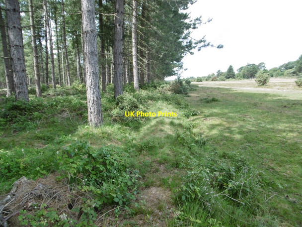 Photo 6"x4" Fawley Inclosure, embankment & ditch Buttsash c2015