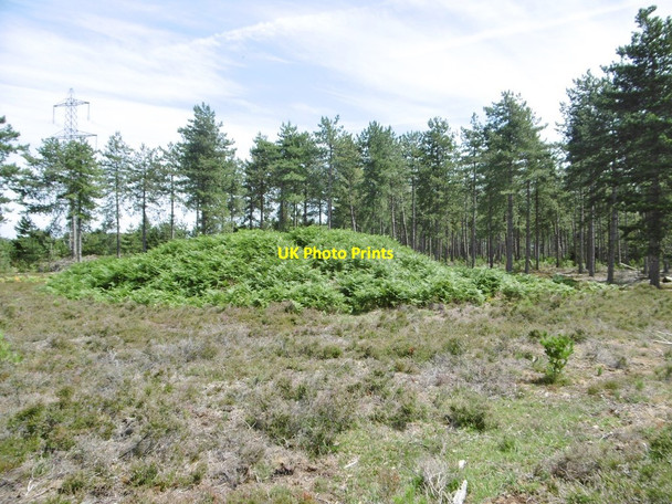 Photo 6"x4" Fawley Inclosure, tumulus Buttsash c2015