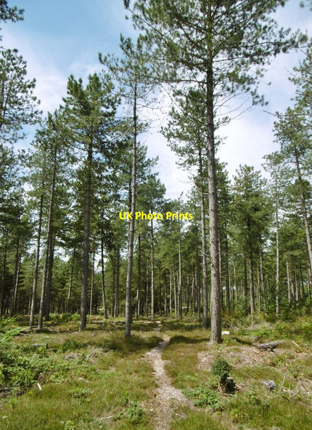 Photo 6"x4" Fawley Inclosure, conifers Buttsash c2015