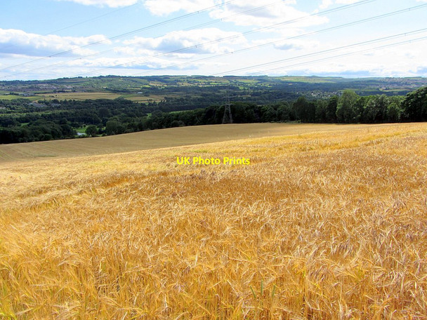 Photo 6"x4" Field of ripening barley south of Heddon on the Wall Ryton\/NZ1564 c2015