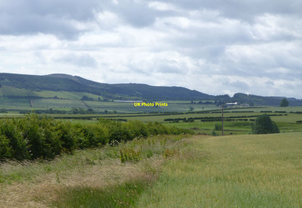 Photo 6"x4" Field of oats with hedge Chatton c2015