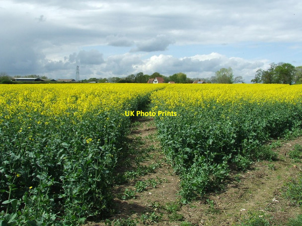 Photo 6"x4" Footpath Through The Rape Ilketshall St Andrew c2015