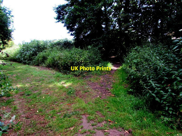 Photo 6"x4" Track fork on the  Clytha Estate Short Circular Walk Aberffrwd\/SO3509 c2015