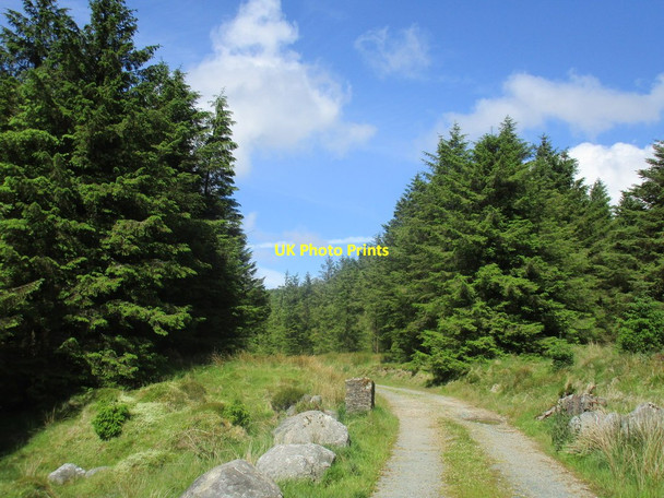 Photo 6"x4" Entrance to a forest ride Greenan\/T1487 c2015