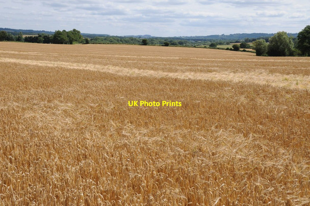 Photo 6"x4" Barley field near Rochford Kyrewood c2015
