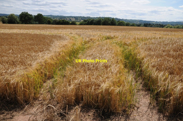 Photo 6"x4" Barley crop in a field entrance Kyrewood c2015