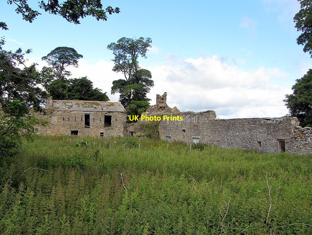 Photo 6"x4" Shield Ash above Newlandside Quarry Stanhope\/NY9939 c2015